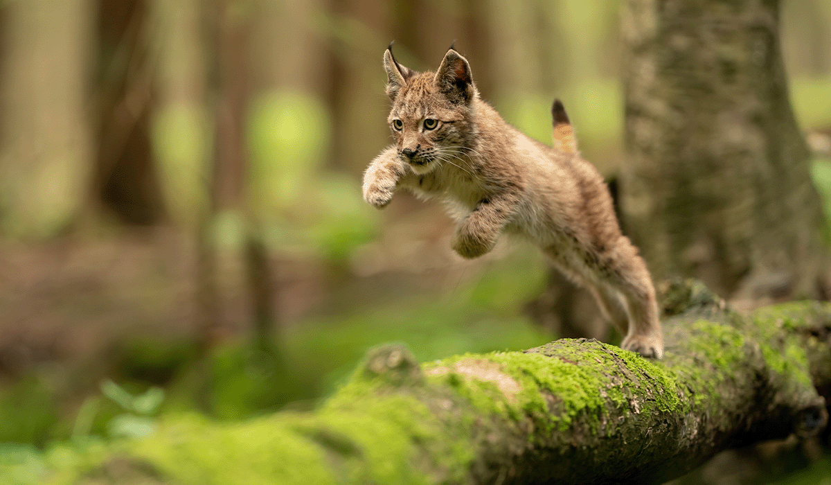 EU's Nature Restoration Law: a paradigm shift for biodiversity and climate resilience