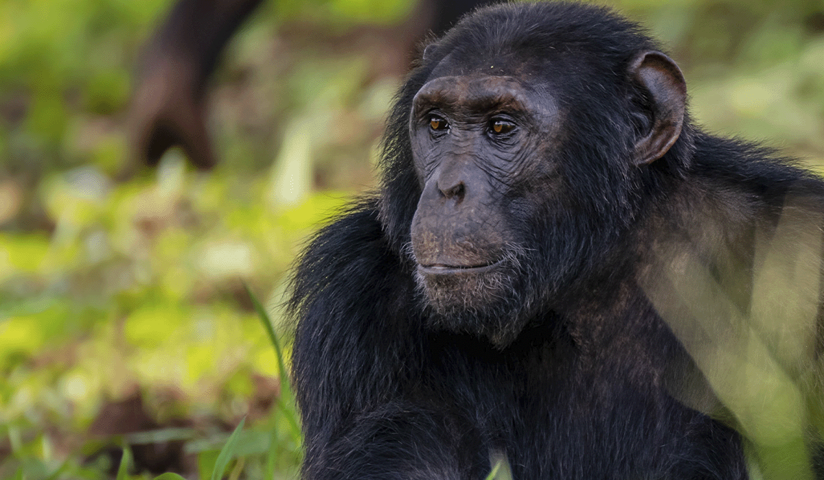 Definitieve validatie voor het Bulindi Chimpanzee Habitat Restoration Project