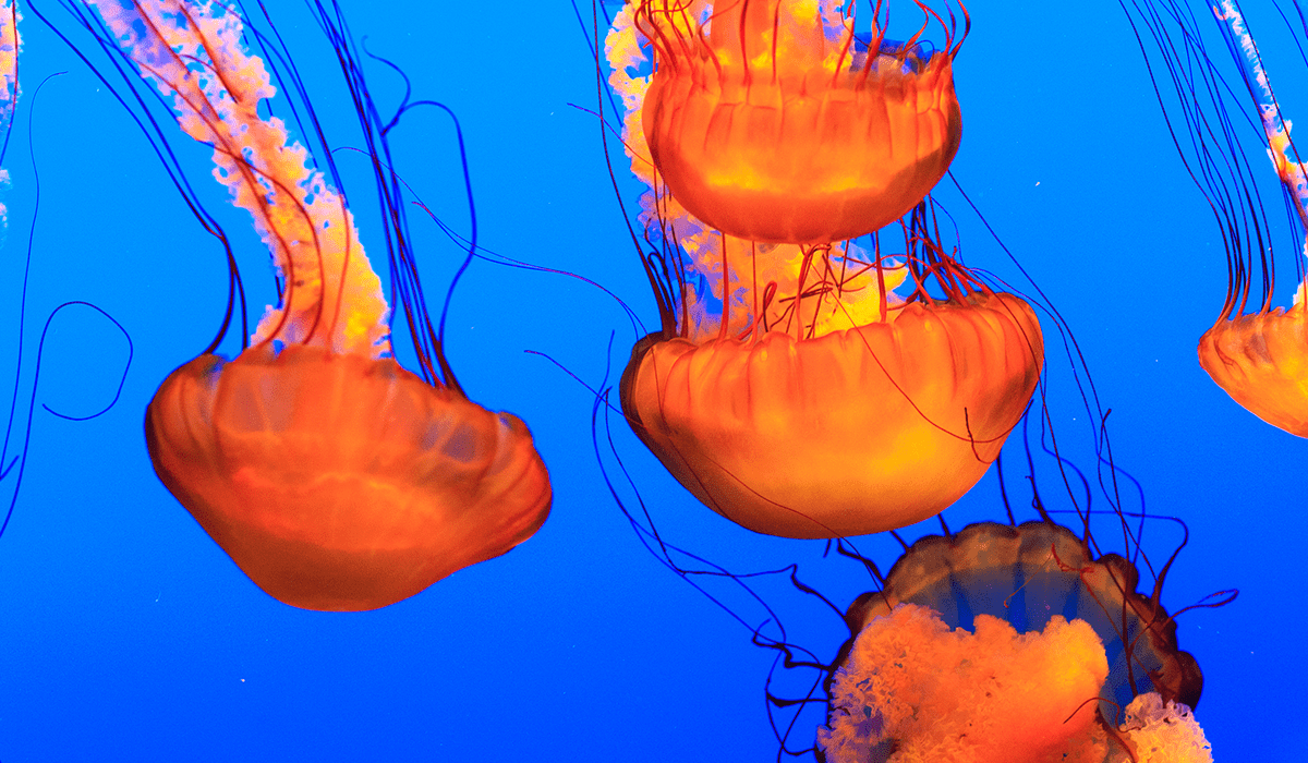 Innovative debt swap: Gabon funds marine conservation with Bank of America's support