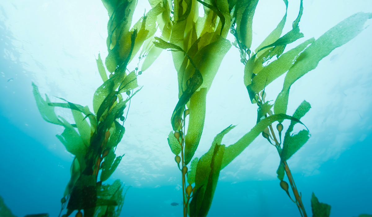 Giant tropical kelp forest discovered in the Galapagos Islands