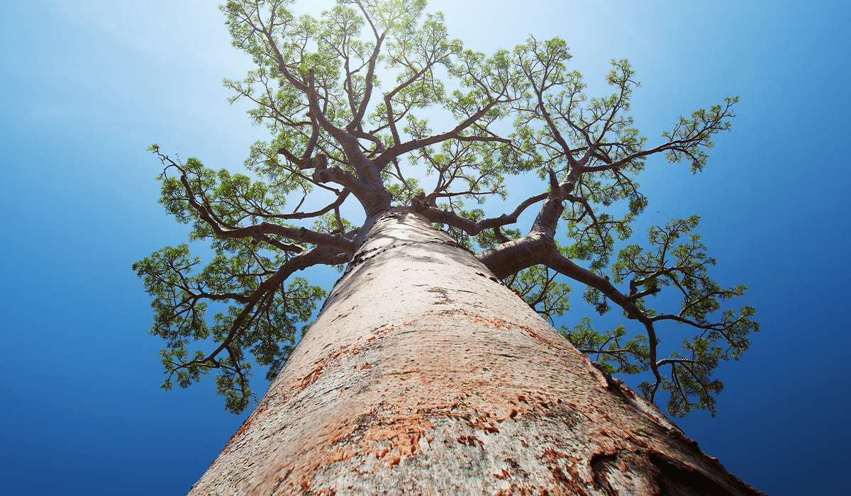 Green bond sales soar to record high despite banking turmoil