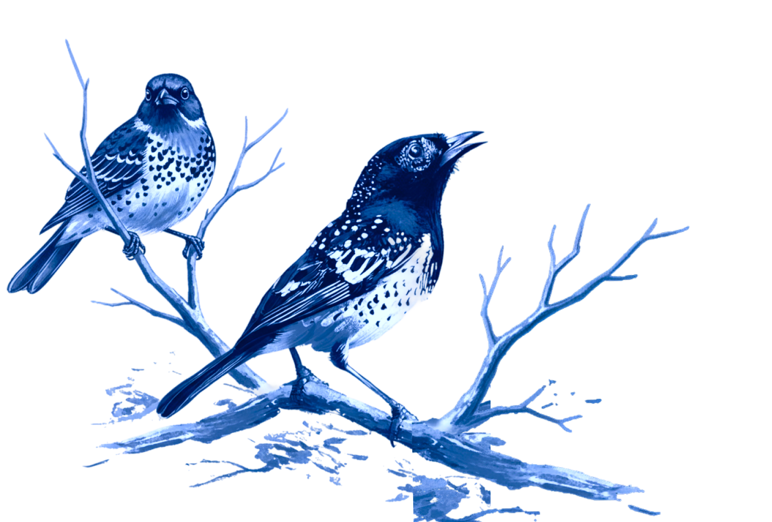 birds