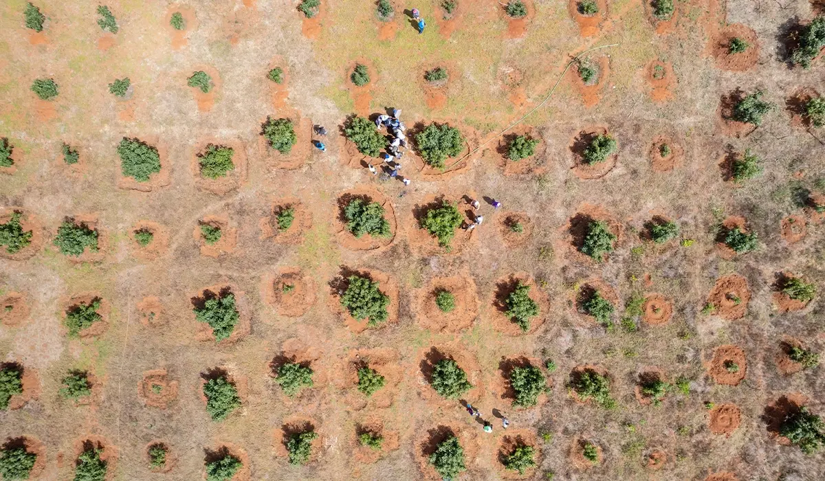 Drone photo of newly reforested land in Kenya. Hongera Reforestation Project, DGB.