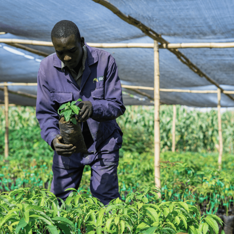 Hongera Reforestation Project_card-min