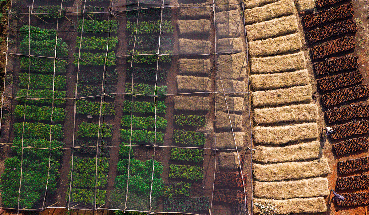 Hongera-Reforestation-ProjectHongera-Reforestation-Project_financial-sustainability