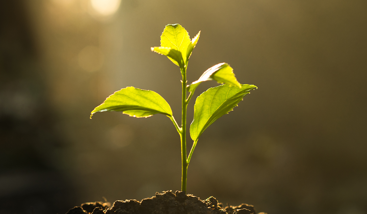 How natural climate solutions can help meet the Paris Agreement’s goals