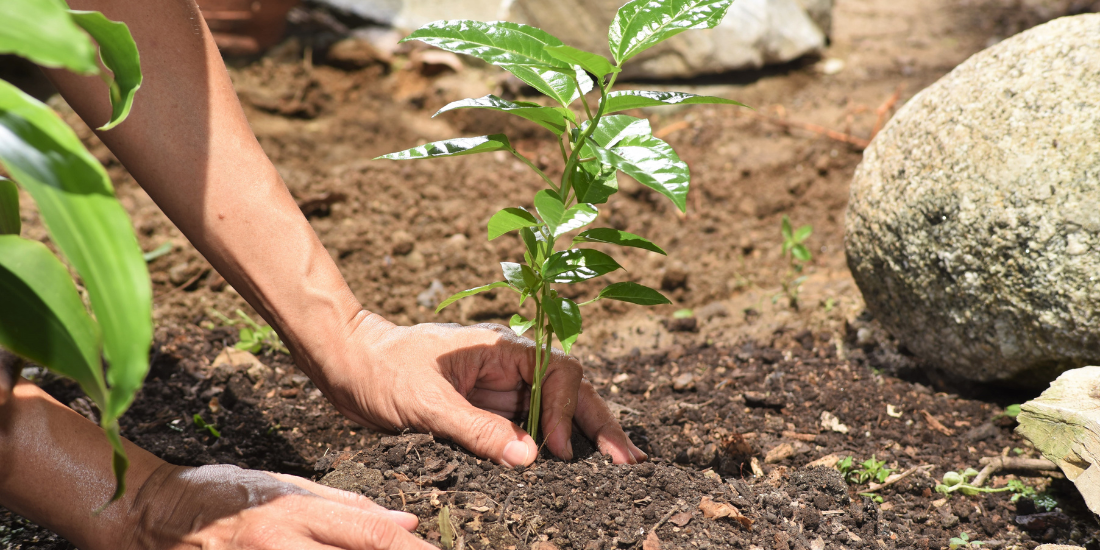How does the carbon cycle work?