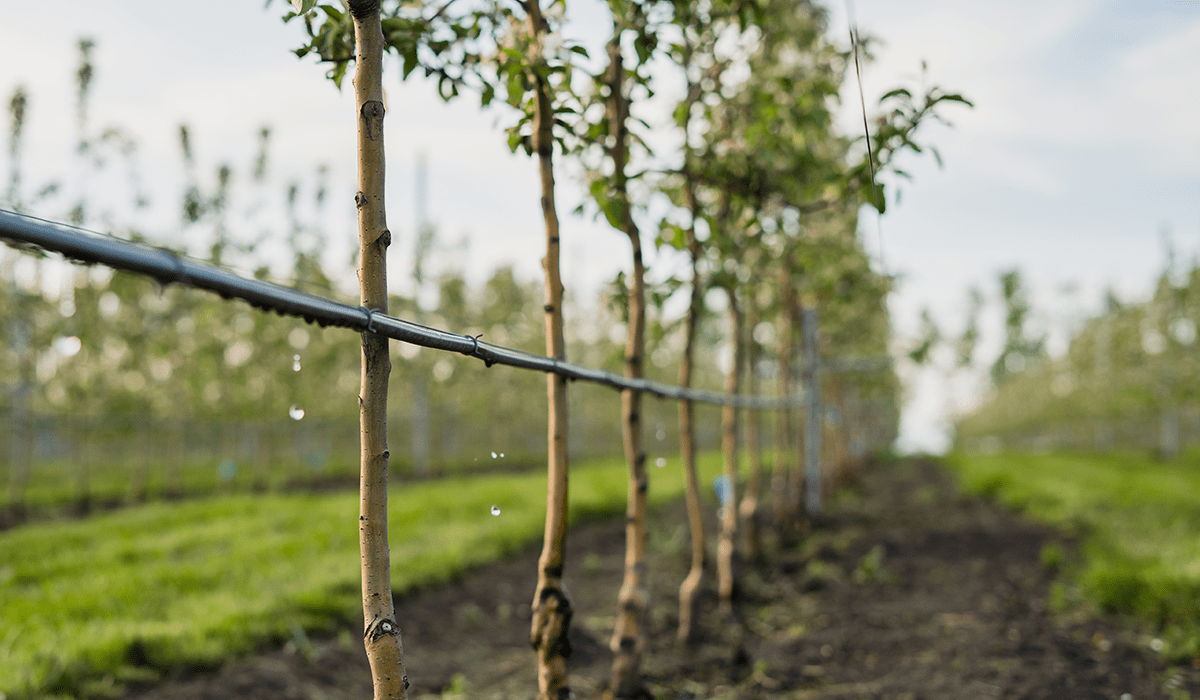 Simple Ways to Conserve Water on Your Farm: Efficient Tips