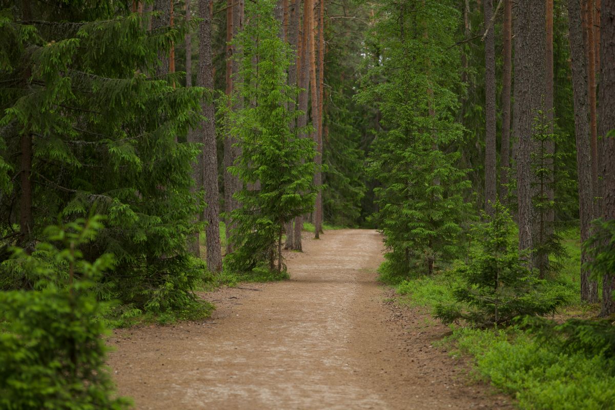 forest
