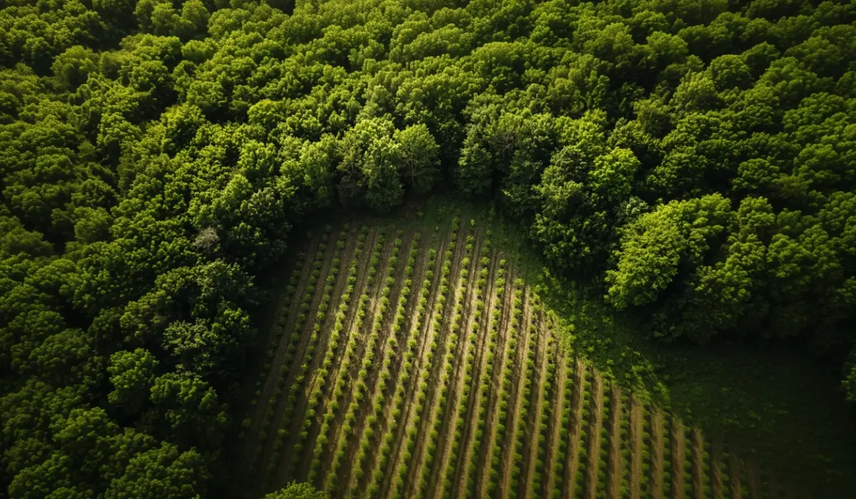 Microsoft deepens forest carbon commitment in new multi-million credit deal