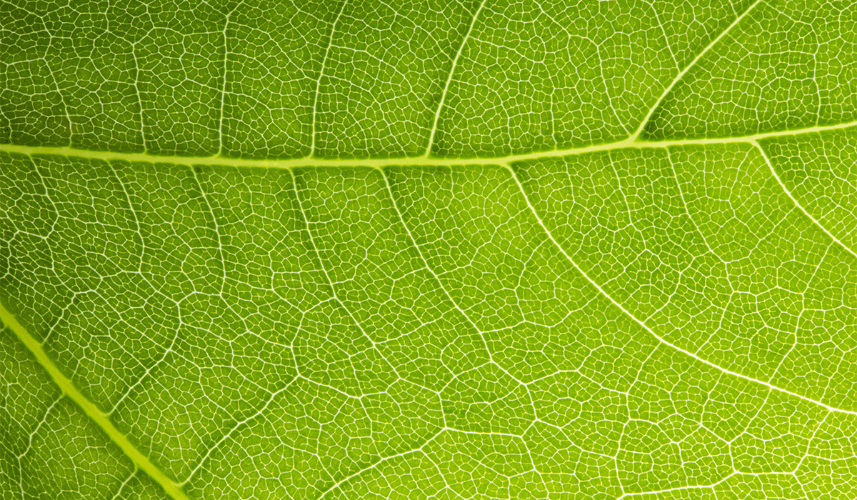 Greening the blueprint: Microsoft's 2030 carbon negativity roadmap