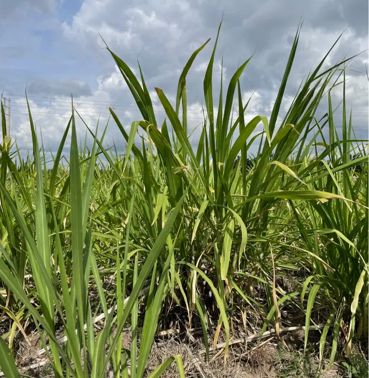 Corekees finances biomass energy project in Kenya