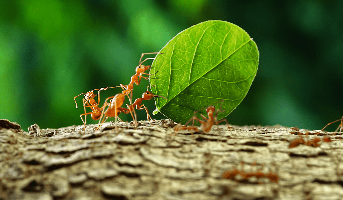 Only 41% of companies track value chain emissions; fewer track biodiversity impact