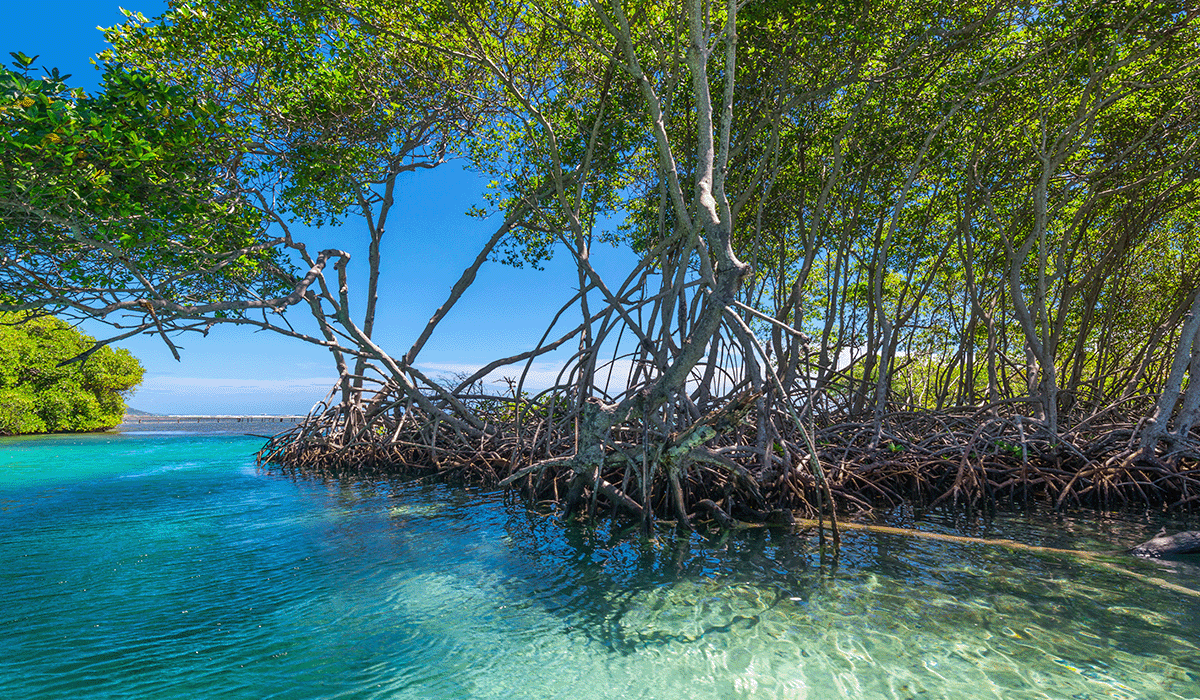 Community-focused conservation: Plan Vivo's innovative biodiversity credit approach