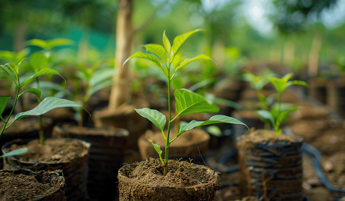 DGB Group announces Q1 2024 carbon market outlook