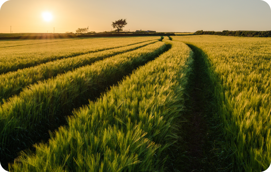 field of grass