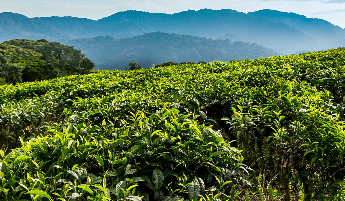 Rwanda to announce carbon credit offerings in April