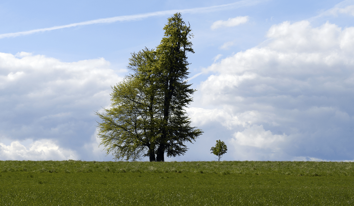 Voluntary carbon markets to grow fivefold by 2030 - Shell