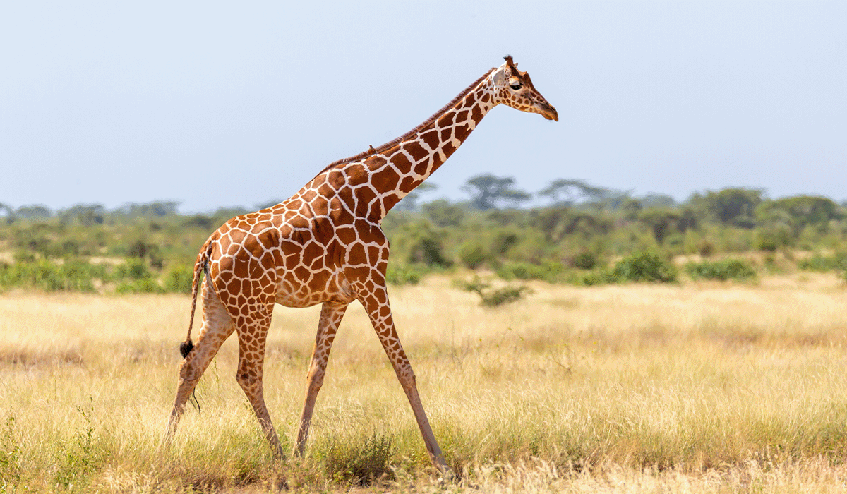 Somalia commits $10 million to address desertification and environmental challenges
