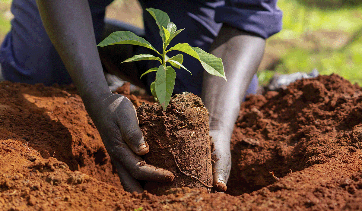 Sustainability simplified: Carbon footprinting for beginners