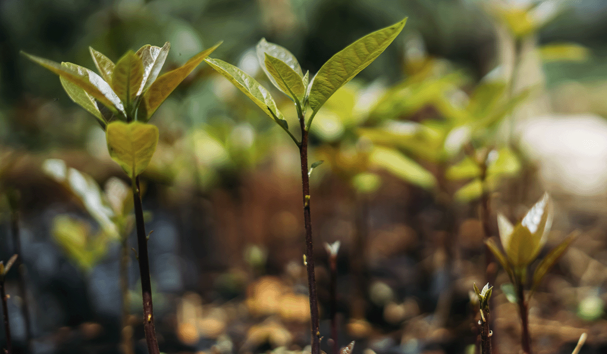 The Science Based Targets initiative (SBTi) and carbon offsetting: striking the right balance