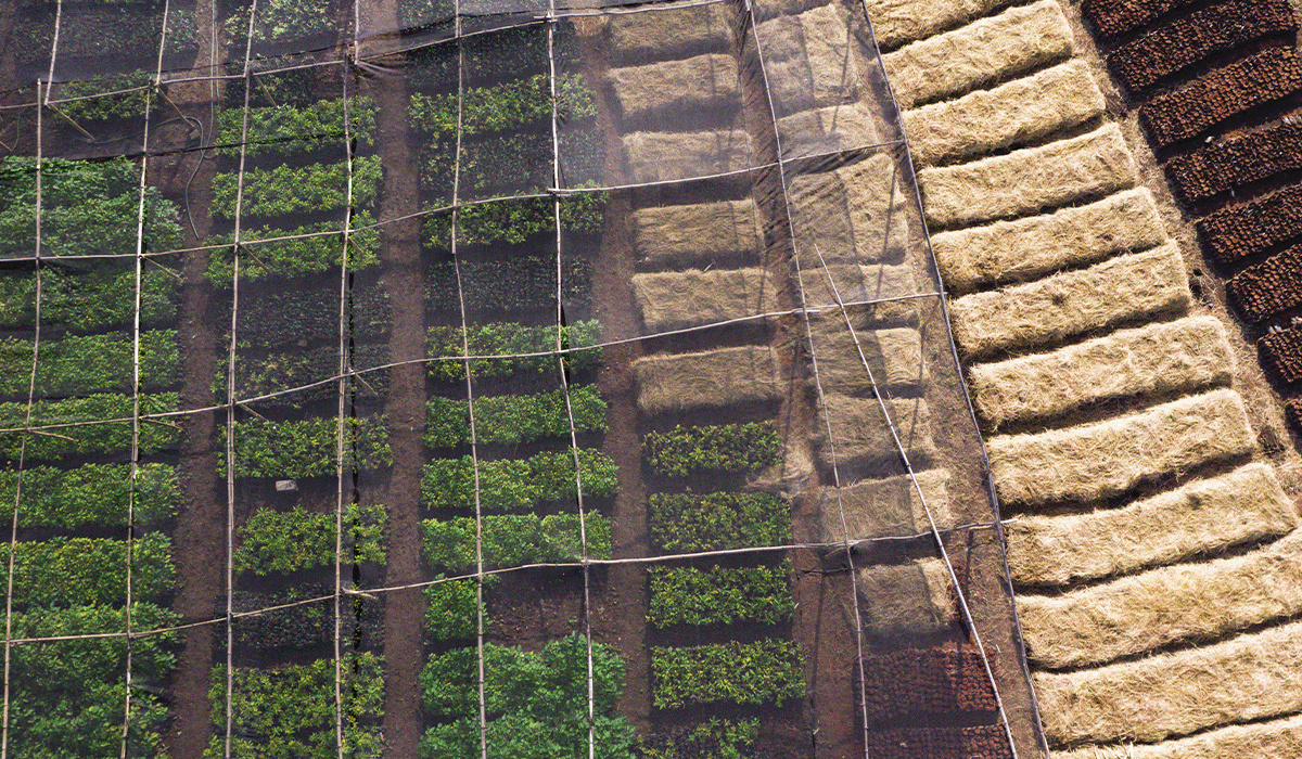 Beyond carbon: The benefits of nature-based solutions for businesses