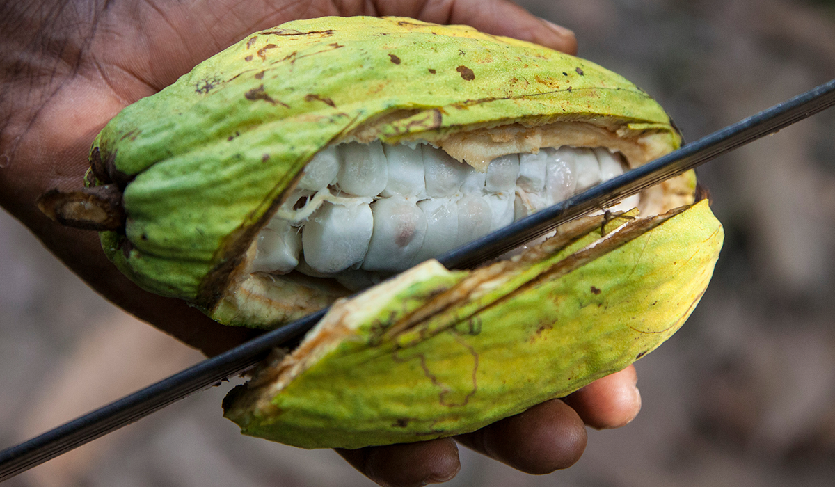 The deforestation in Ghana: causes and solutions