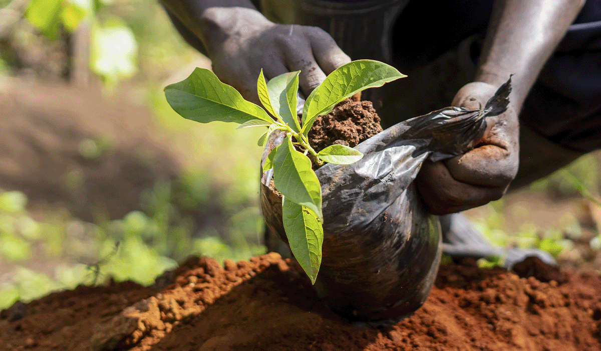 The power of Green Earth’s high-quality carbon projects in Kenya