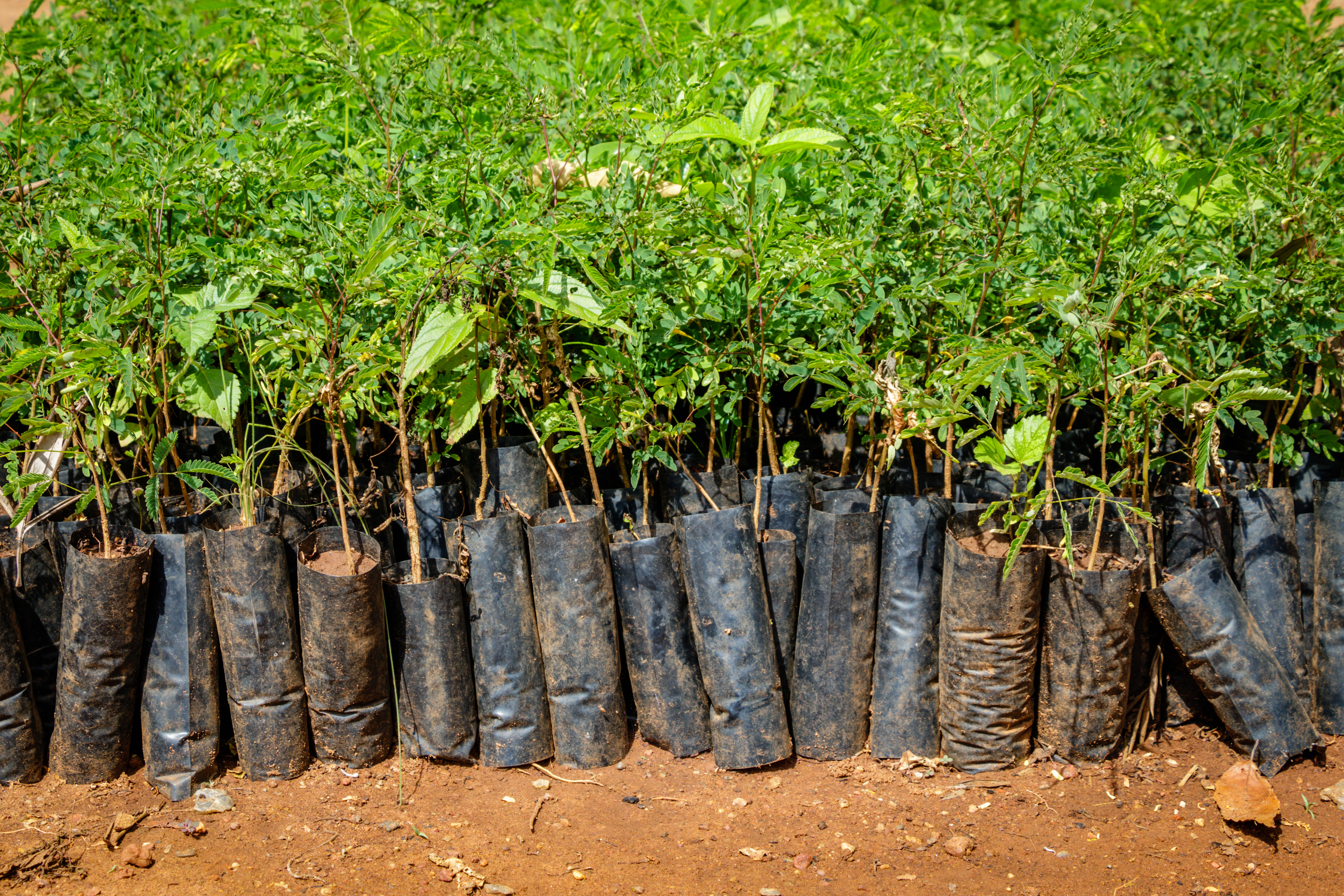 Everything you need to know about soil carbon sequestration