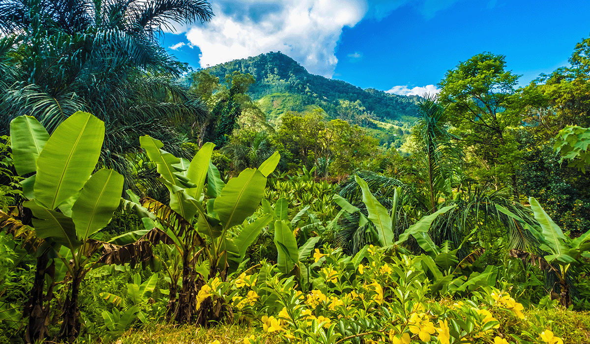 UAE Carbon Alliance commits a staggering $450 million to African carbon credits