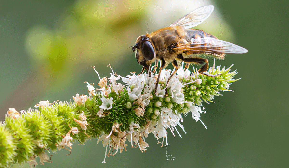 Nature recovery fund: UK's £10 million contribution fights biodiversity decline