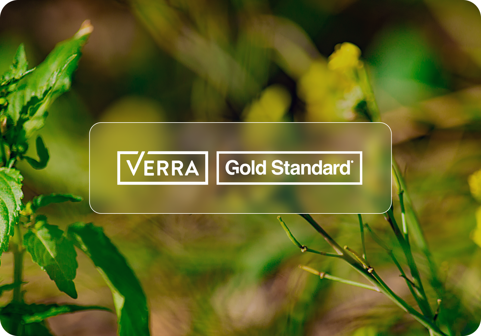 VERRA and Gold Standard