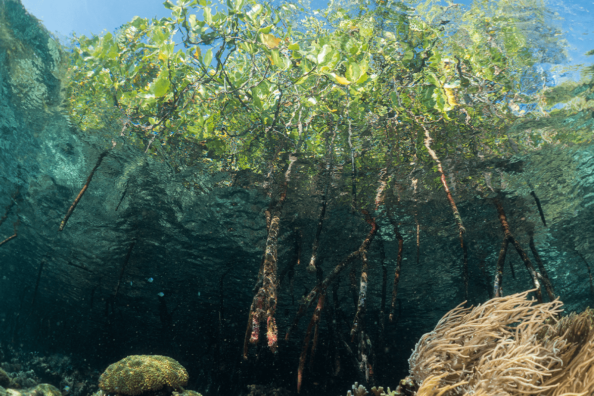 Underwater view of roots and aquatic plants in clear water.