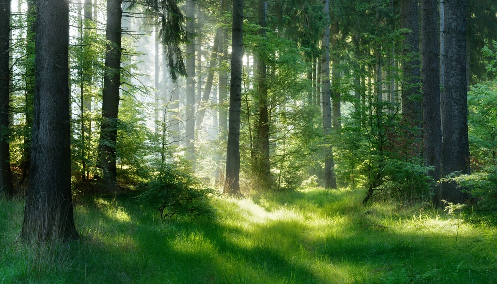 What is selling forest carbon like