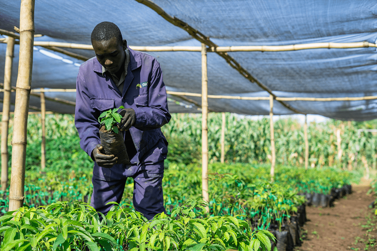investing in carbon credits