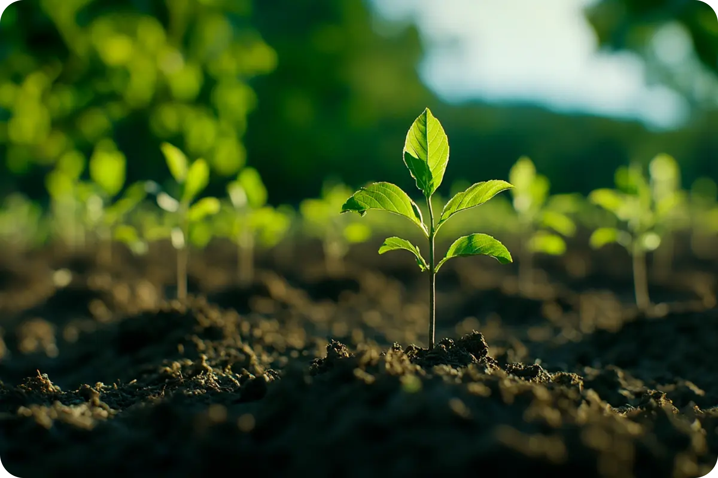 Why Carbon Credits Are the Future of Sustainable Investing_Close-up of growing tree seedlings_cover
