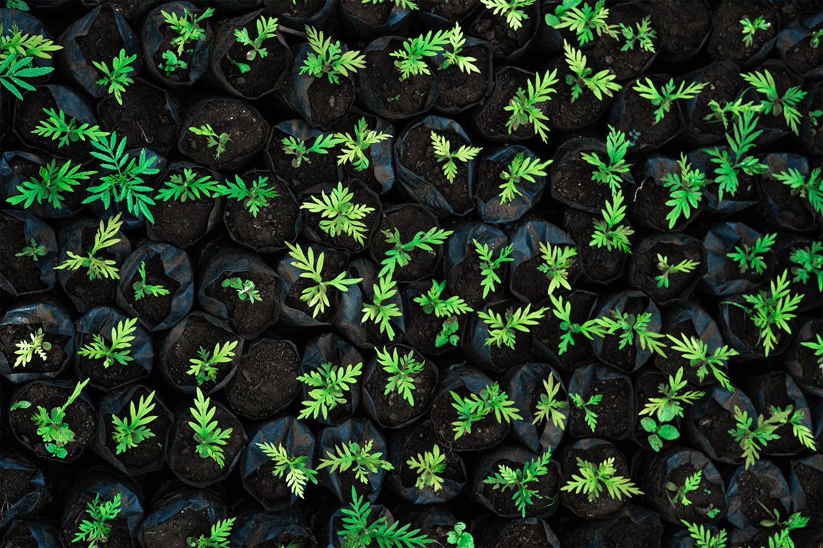 Carbon credit investing