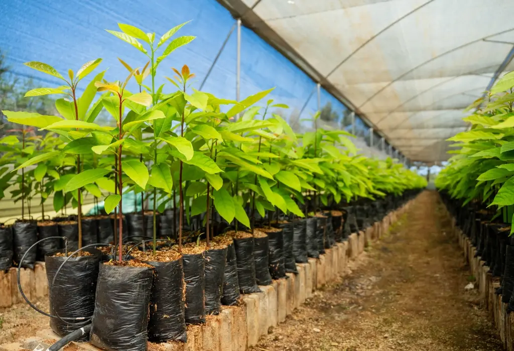 about us_carbon projects