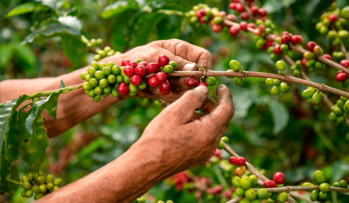 Acorn Coffee Agroforestry Carbon Programme — San Martín (Peru)