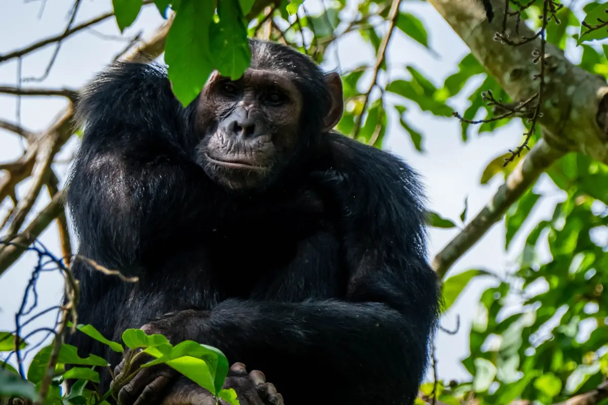 biodiversity credits_biodiversity credits_ investing in nature