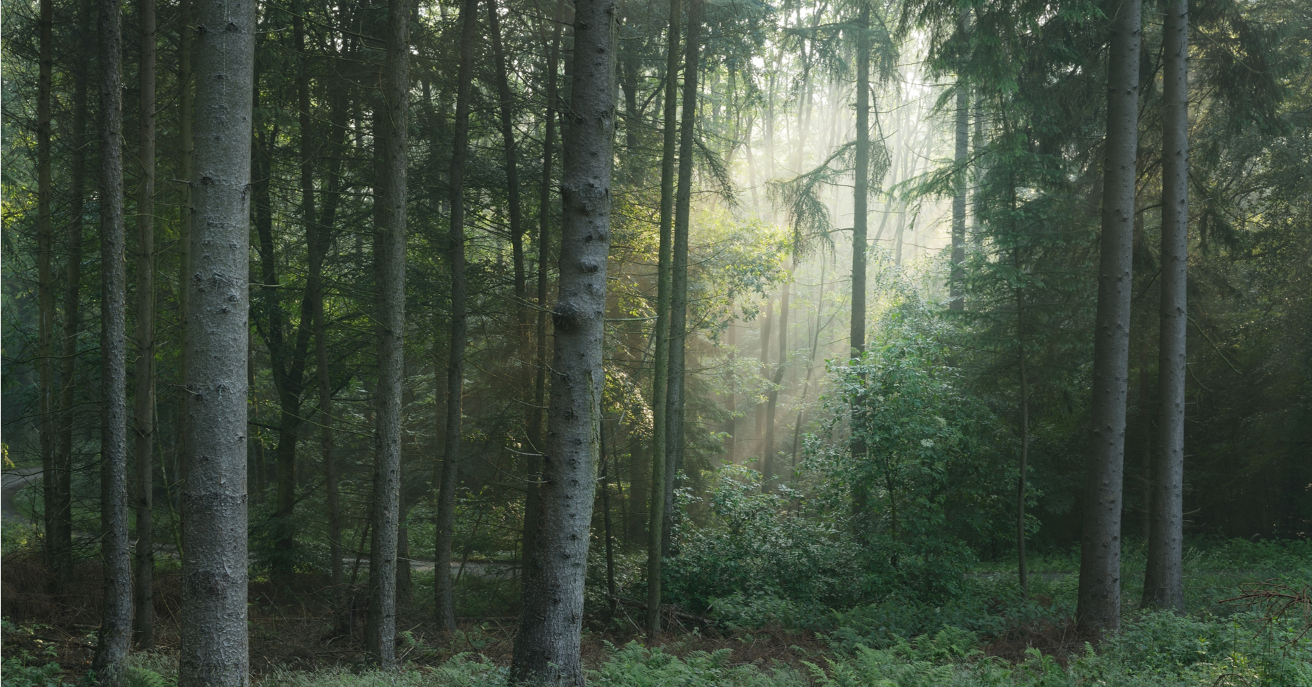 Forest loss increased almost by 12% in 2020