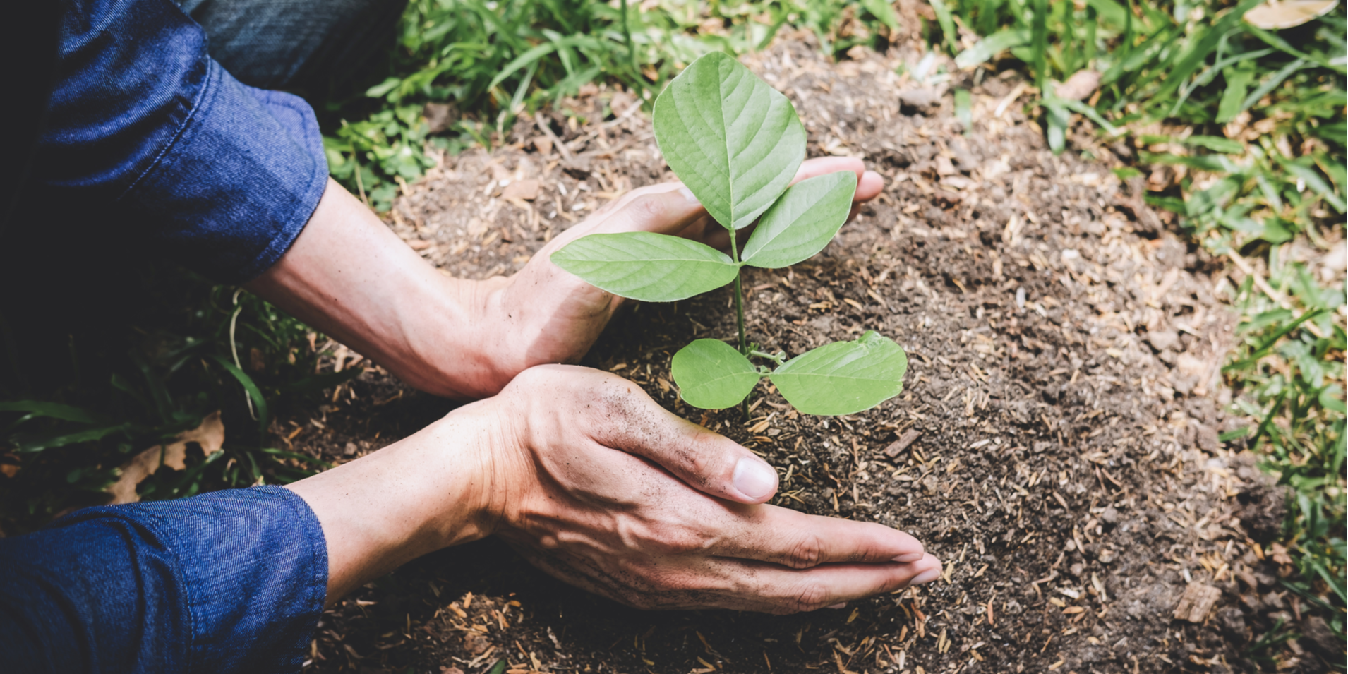 One Tree Planted by Hand