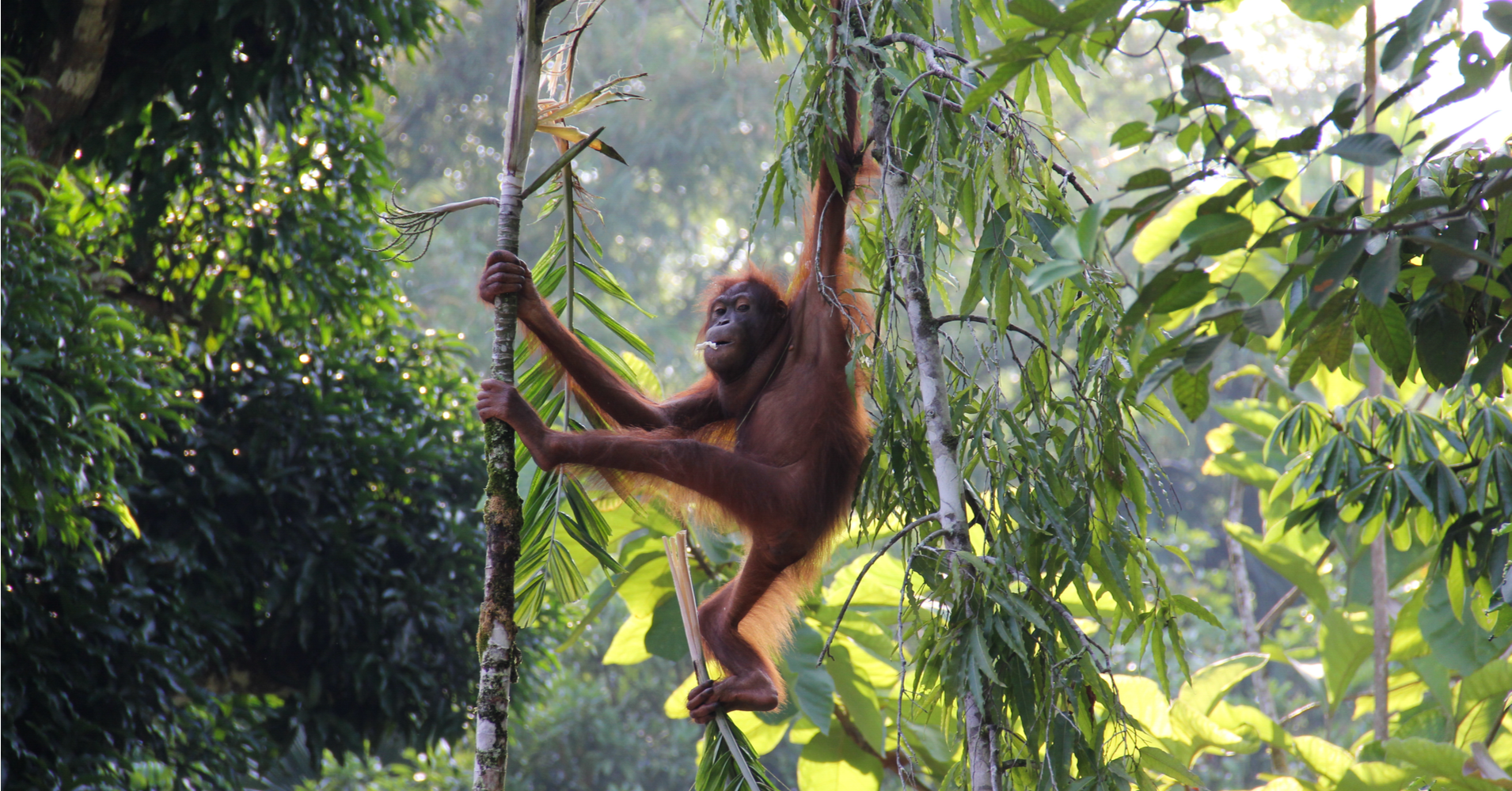 chimp in barneo rainforest forest