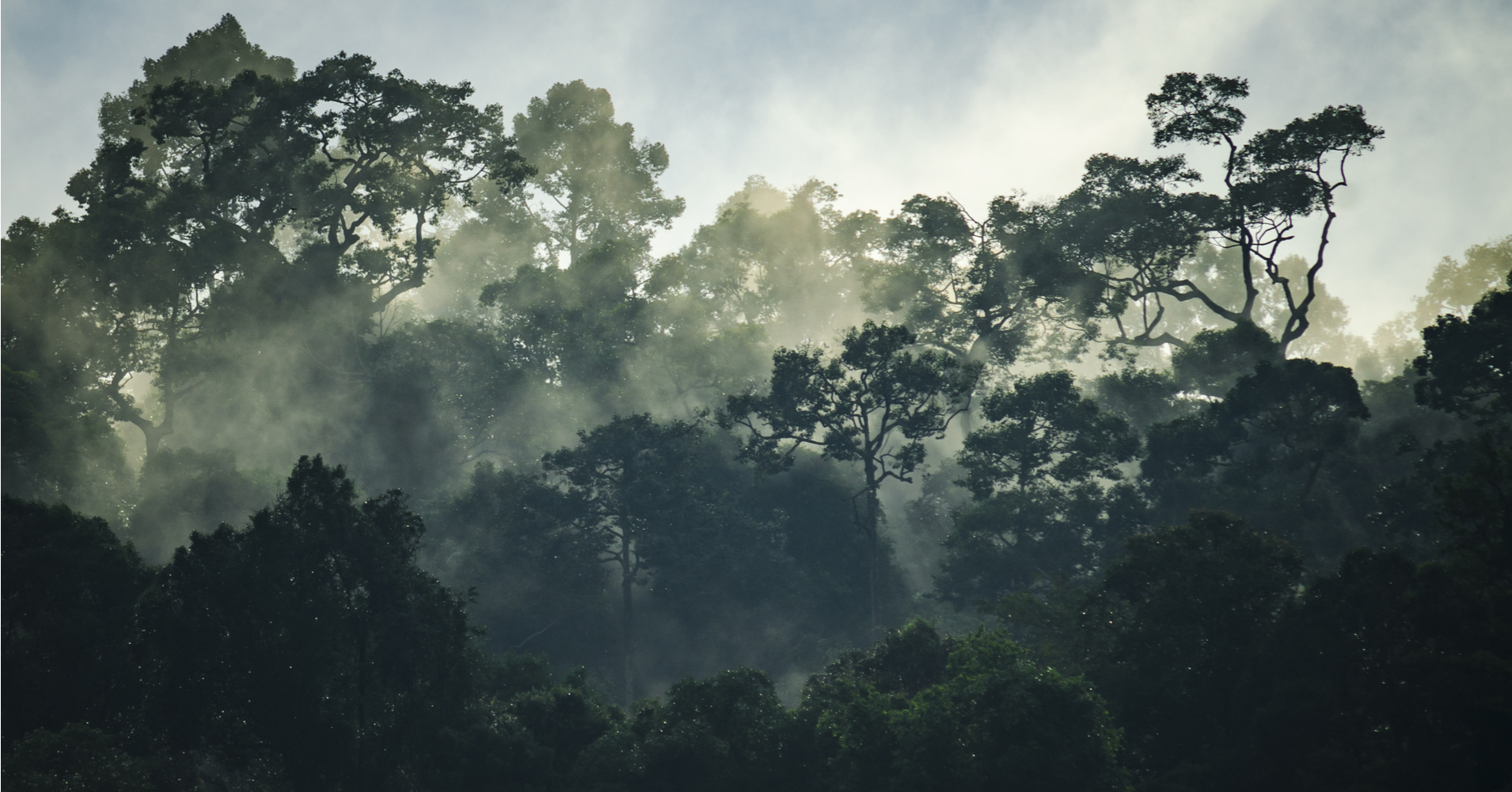 Rainforest in Mist