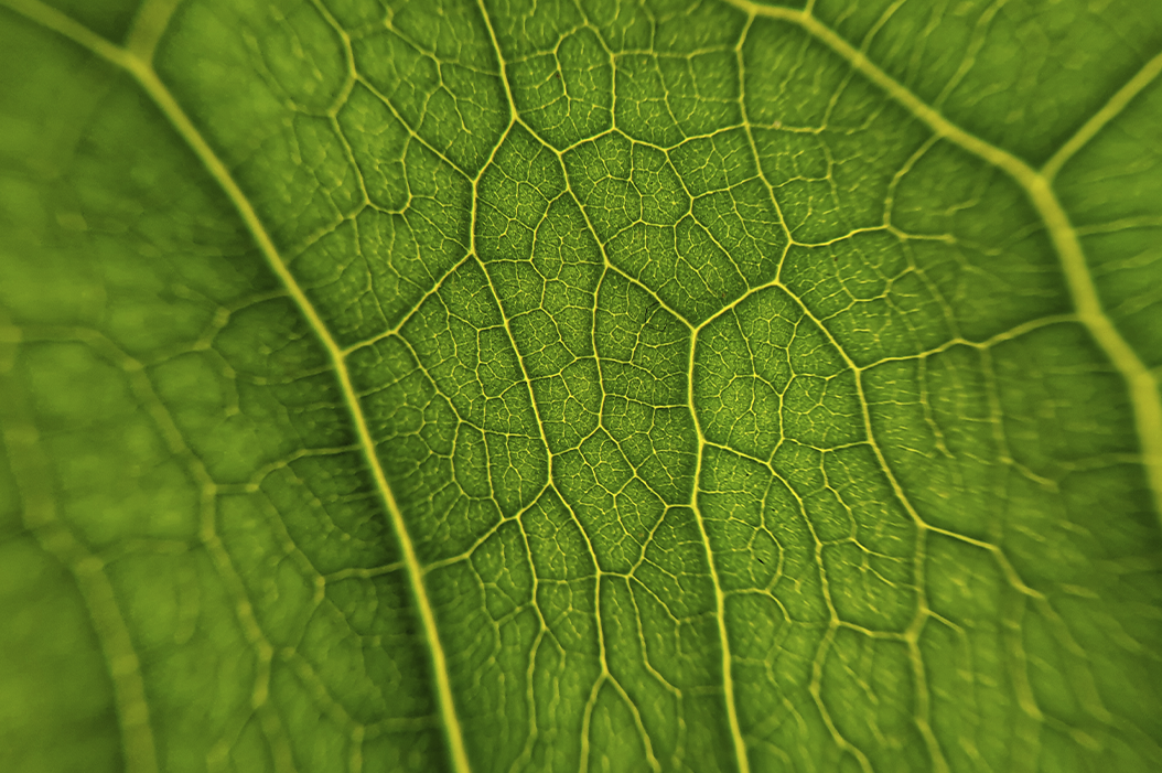 Green Earth | Case Studies