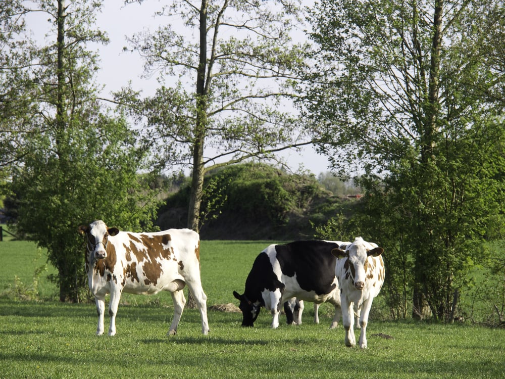 Ben & Jerry's Ice Cream Cows on a New Diet to Cut Dairy GHG Emissions to Industry’s Average Half by 2024