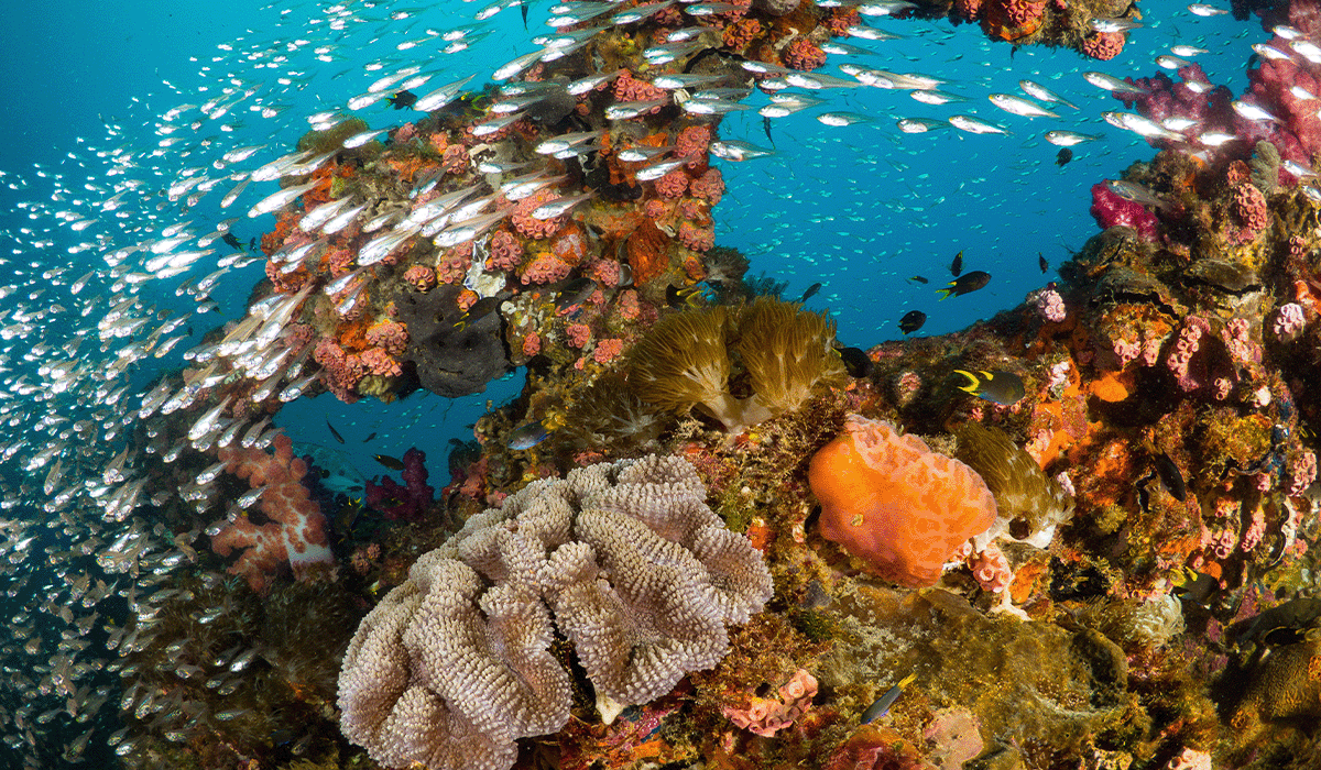 Beneath the waves: diving into the importance of blue forests