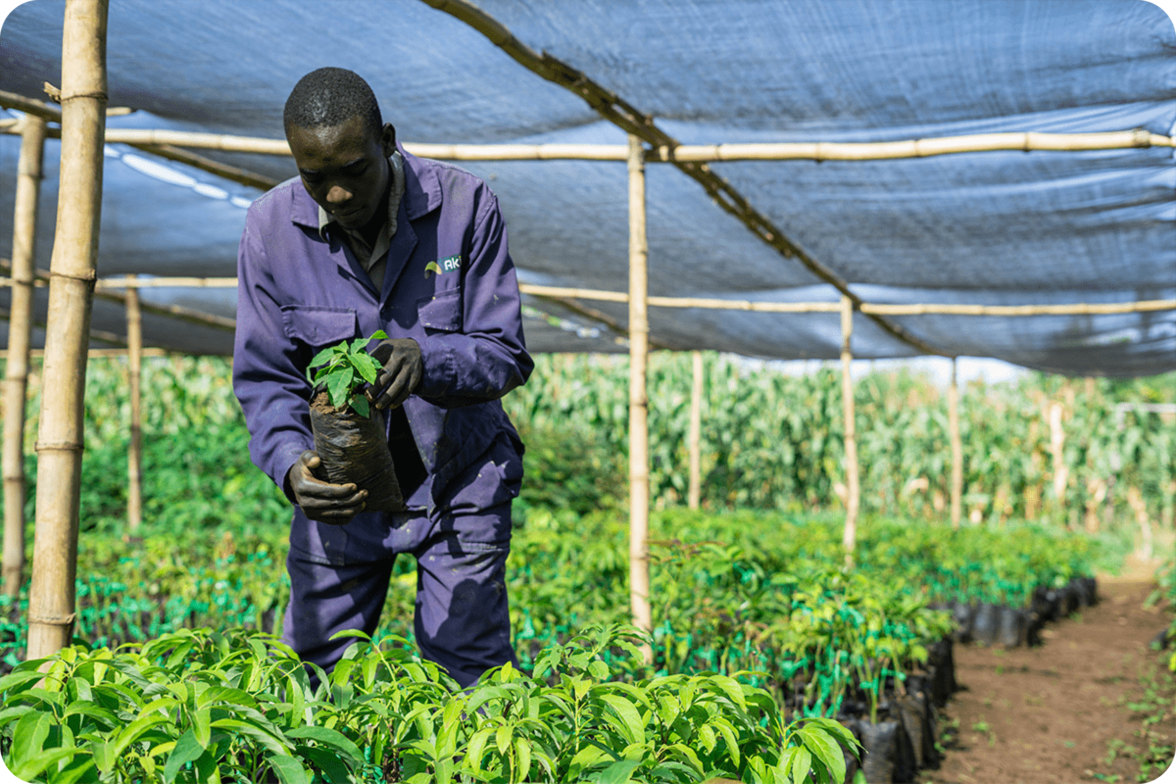 investing in carbon credits