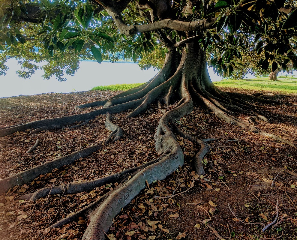 Trees talk to each other and recognize their offspring
