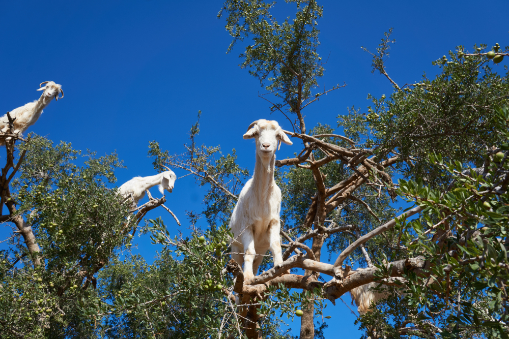 How treeclimbing goats plant new trees